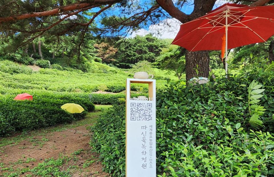 따신골 녹차정원 녹차밭 들어가는 입구
