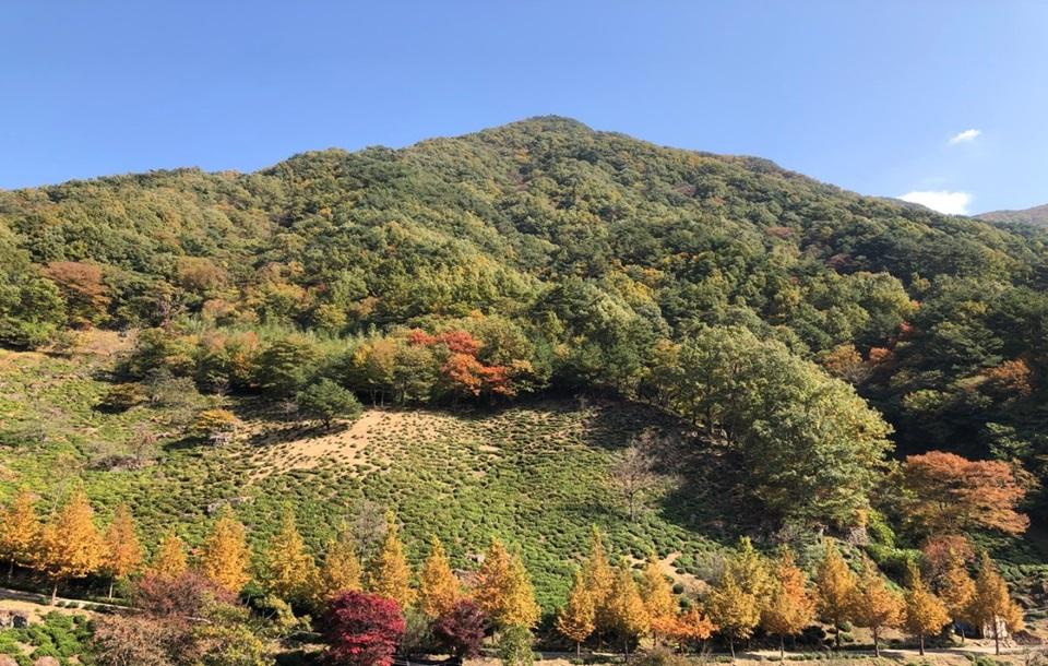 옥선명차 조망