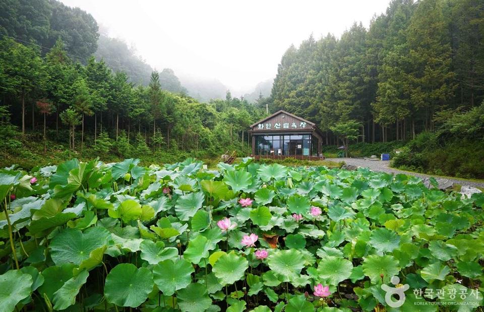 화인산림욕장 연꽃