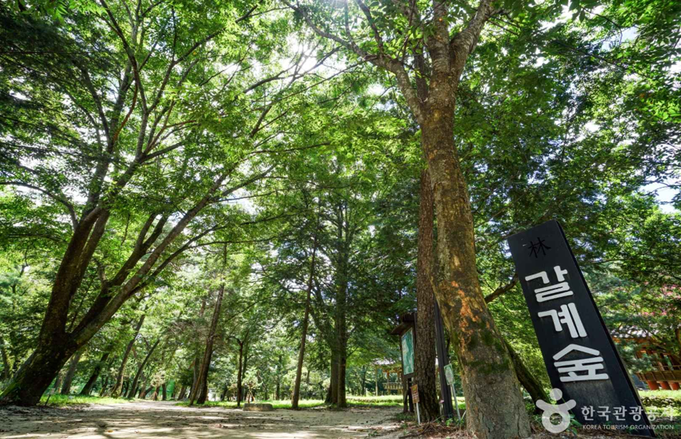 숲옛마을 숲.png
