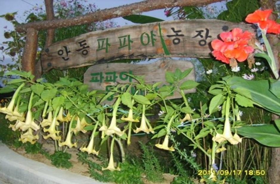 안동파파야농장 농장 간판