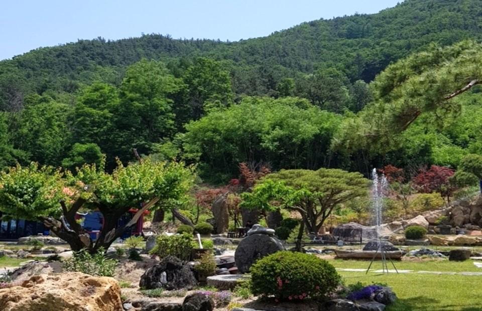 강대박 정원수