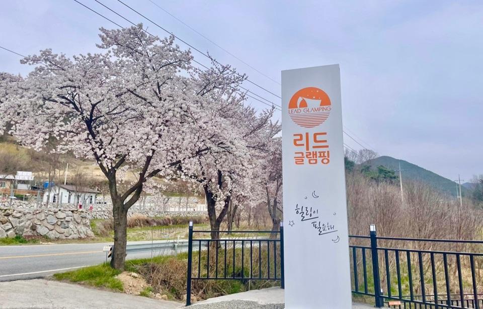 리드글램핑 입구와 벚꽃