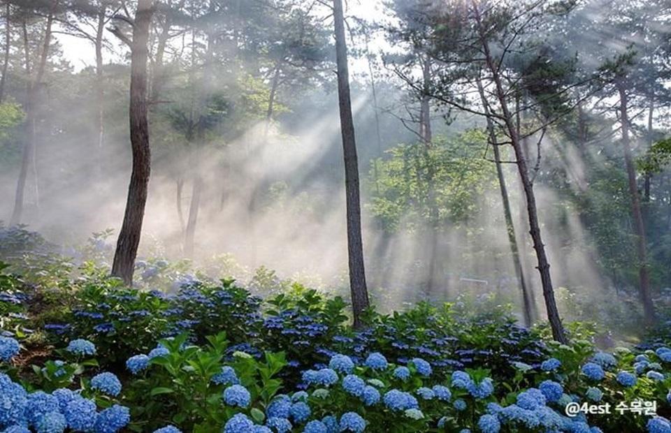 4est 수목원 수국 밭