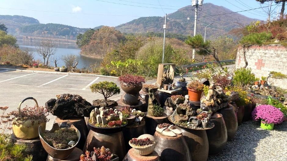 강남쌈밥 외부 화분