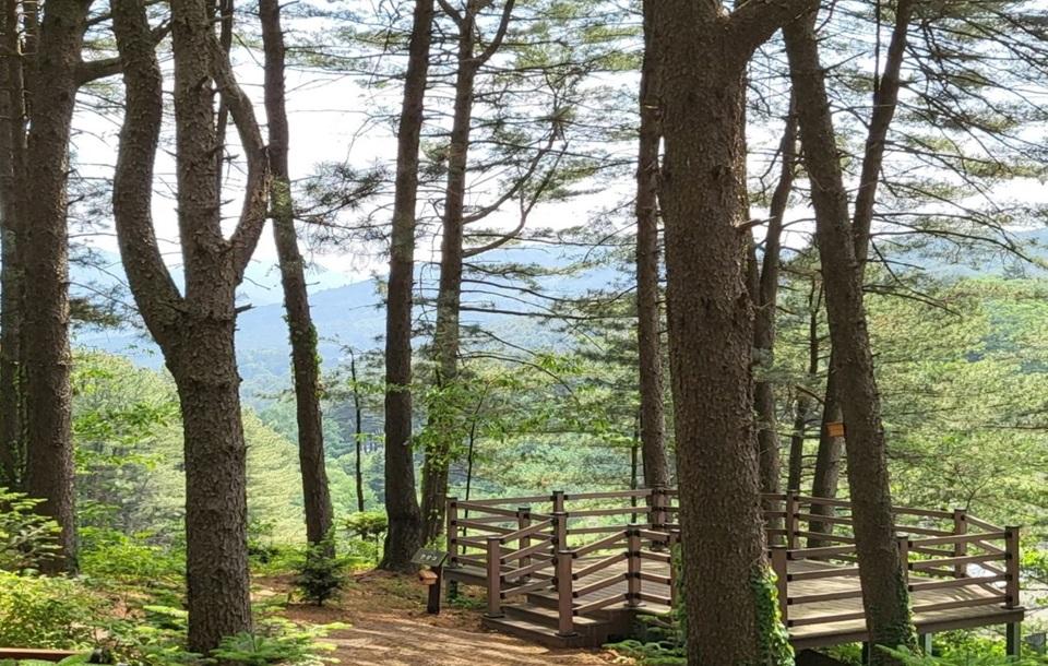 아침고요푸른마을 산책길