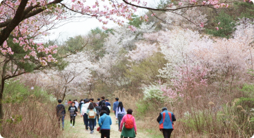 금산 산벚꽃 축제 이미지