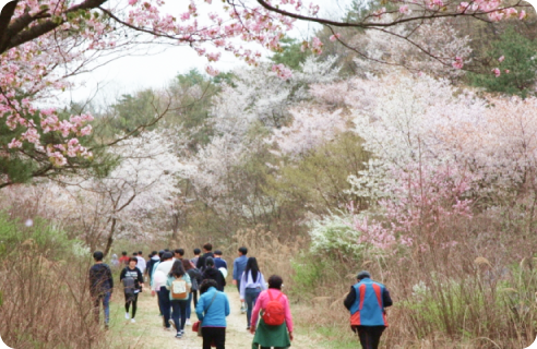 금산 산벚꽃 축제 이미지