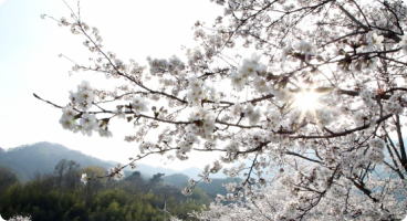 경주벚꽃축제 이미지