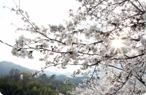 경주벚꽃축제 이미지