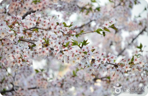 호수벚꽃축제 이미지